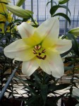 [6295 Lilium78 No01.JPG]